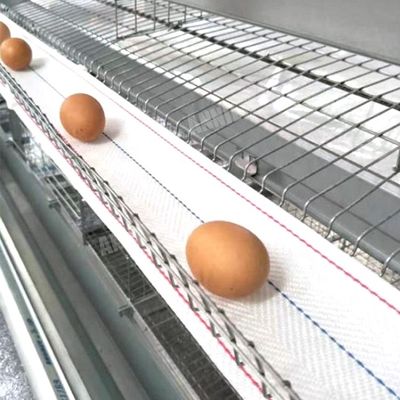 Annilte حار بيع حزام جمع البيض في مزرعة دواجن