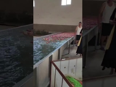 آلة تنظيف واختيار الفاكهة